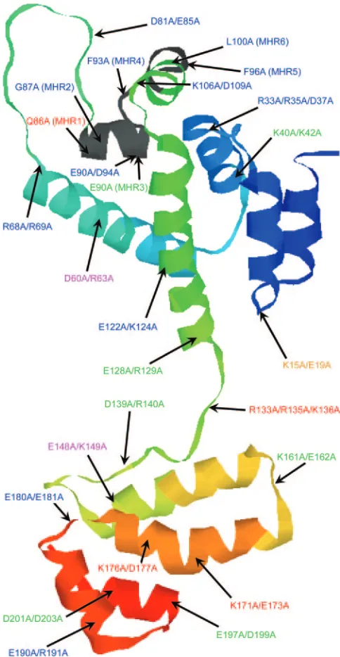 FIG. 10. Ribbon representation of modeled tertiary structure ofTy3 CA. The predicted Ty3 CA tertiary structure is comprised of NTD