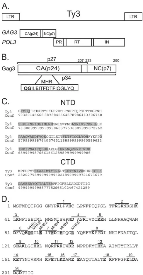 FIG. 1. Ty3 Gag3. (A) Ty3 genome and polyprotein organization.(B) Ty3 Gag3 processing