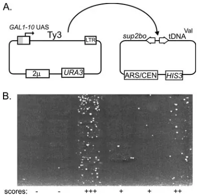 FIG. 3. Immunoblot analysis of Ty3 proteins in WCE. (A) Immunoblot analysis of Ty3 Gag3 proteins