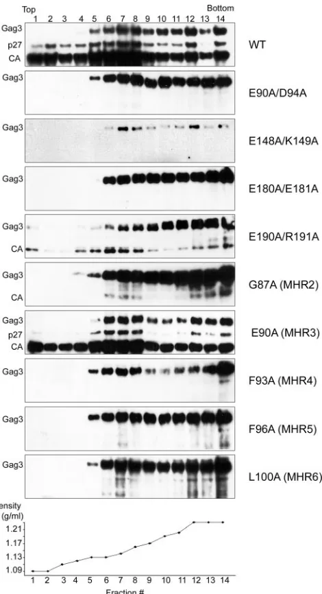 FIG. 5. Equilibrium gradient analysis of Ty3 wt and representativemutant WCEs. Cultures were induced for Ty3 expression as described