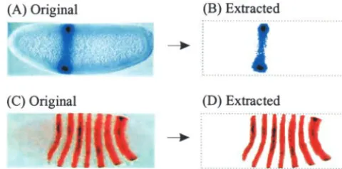 Figure 2.—Original and extracted patterns using adaptivethresholding for a simple expression pattern (A and B) andthe expression pattern for a pair-rule gene (C and D).