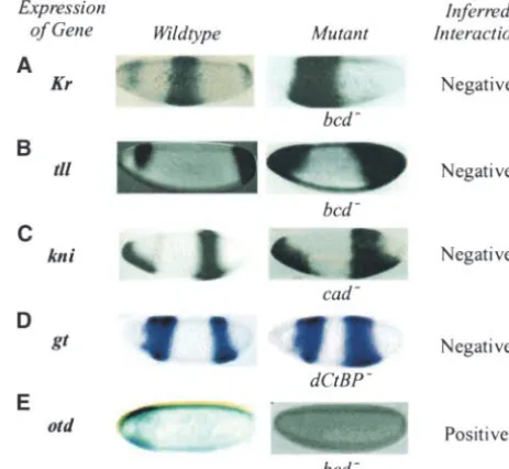 Figure 5.—Application of the algorithm for inferring geneinteraction between genes using expression patterns in wild-
