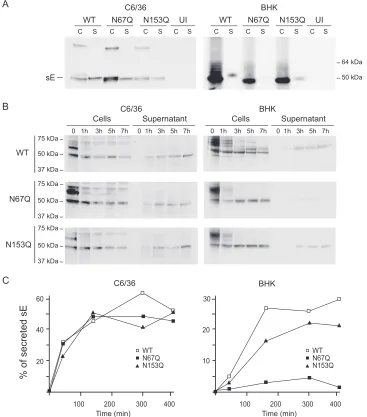 FIG. 5. Secretion of DV-2 E glycosylation mutants expressed in mosquito and mammalian cells