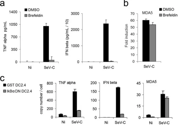 FIG. 1. MDA5 upregulation in response to SeV-C is independent of type I IFN signaling