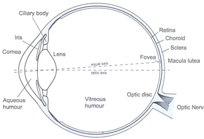 Figure 1.3: Cross section of a human eye. 