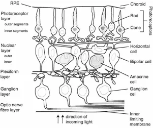 Figure 1.4: Schematic diagram different nerve cells of a tranverse section through the retina showing the and their interconnections