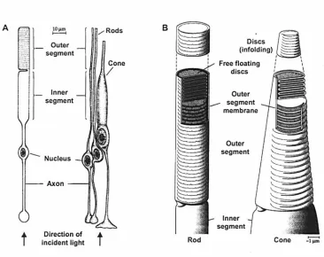 Figure 1.5: Main structural features of a typical rod and cone. (A) Schematic of photoreceptor anatomy, and (B) organisation of discs in rod and cone outer segments