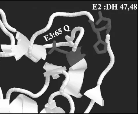 FIG. 8. Location of the TS mutation on the nsp10 structure. Ahomology model of the MHV-A59 nsp10 protein was generated using