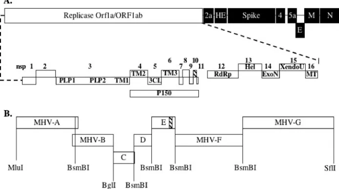 FIG. 1. Polyprotein processing of MHV-A59 and assembly of MHV and TS-LA6 infectious clones