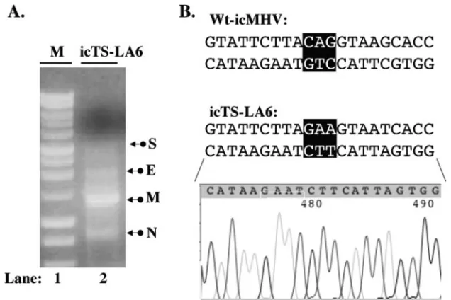 TABLE 1. Primers used for engineering of nsp10 mutants and RT-PCR