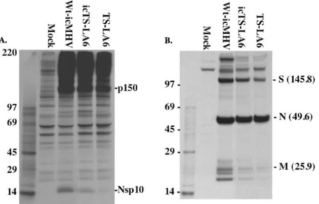 FIG. 6. Processing of nsp10 and the structural proteins. Immunoprecipitations were conducted to evaluate the processing of nsp10 and thestructural proteins S, M, and N