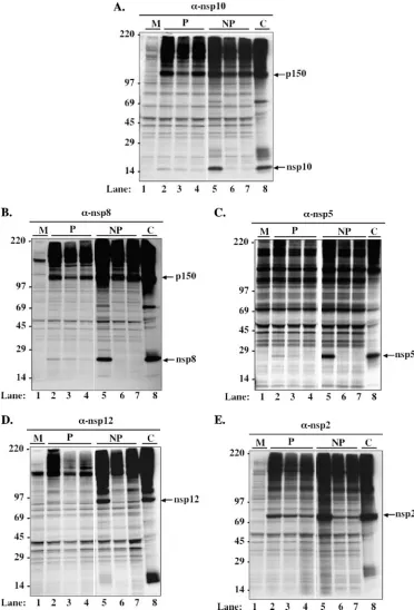 FIG. 7. Temperature shift immunoprecipitations of icTS-LA6. Double cultures of DBT cells were infected with mock (M) (lane 1), wt-icMHV (lanes2 and 5), icTS-LA6 (lanes 3 and 6), and TS-LA6 (lanes 4 and 7) at an MOI of 10 PFU/cell at the permissive temperature of 32°C for an hour, medium