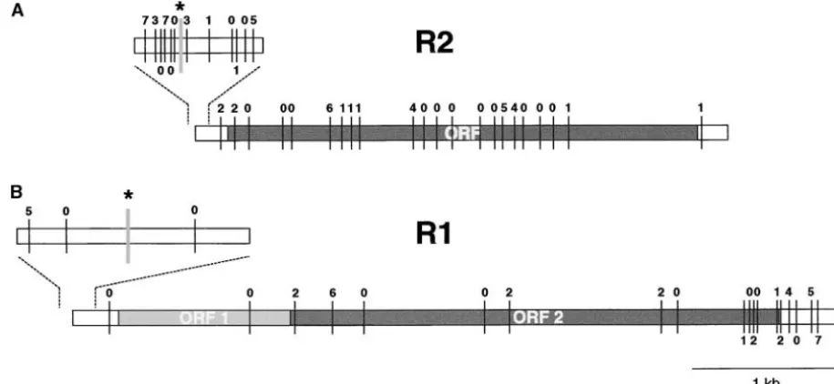 Figure 5.—Summary of the ancestral copies of R1 and R2 elements in the Harwich lines that have unique 5in length