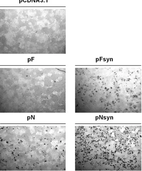 FIG. 1. In vitro expression of pFsyn and pNsyn plasmids in COS-7cells. COS-7 cells in 24-well plates were transfected with 400 ng of the