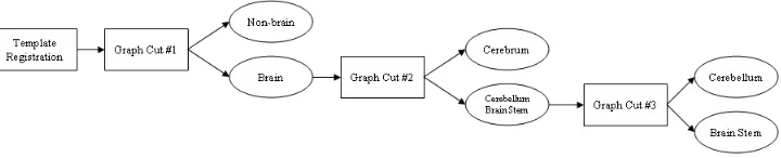 Fig. 3. Different steps of the MRI brain segmentation.