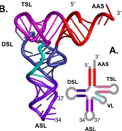Figure 2.  The tRNA.  A.  The secondary cloverleaf structure of tRNA.  B.  The tertiary L-shaped 
