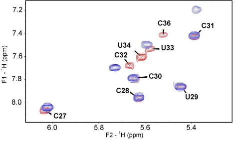 Figure 5: Superimposed 1H-1H COSY spectra of unmodified and modified ASLVal3UAC. 