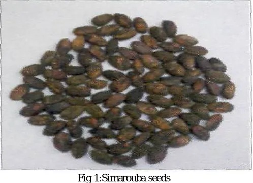 Fig 1:Simarouba seeds  