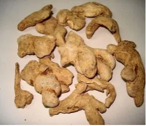 Fig no.4.1 Zingiber officinalis             