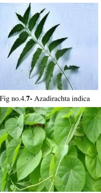 Fig no.4. 9 – Tinospora cordifolia 