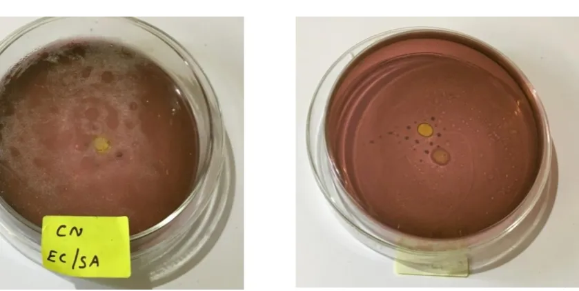 Fig no.4.1.6 Culture plate with e.coli and salmonella specific medium 