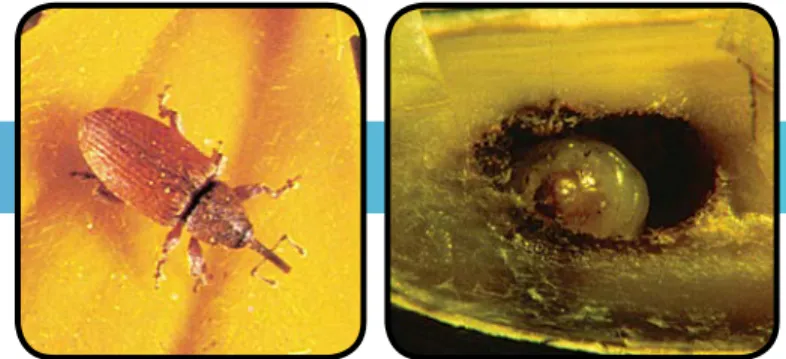 Figure 29. Red sunflower seed  weevil larva - Smicronyx fulvus  LeConte (Extension Entomology)