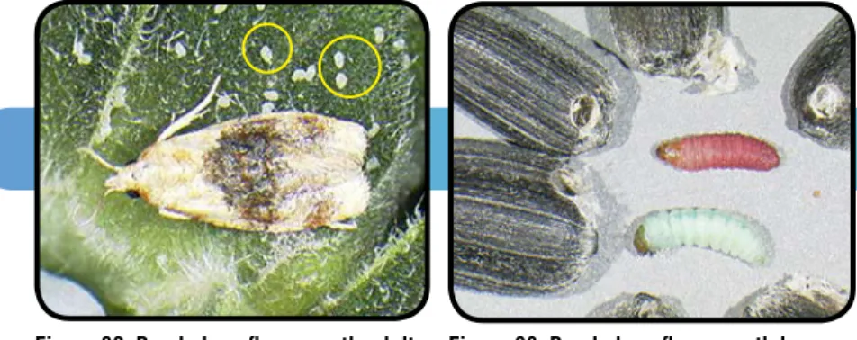Figure 32. Banded sunflower moth adult  and eggs (circle) - Cochylis hospes  Walsingham (Extension Entomology)