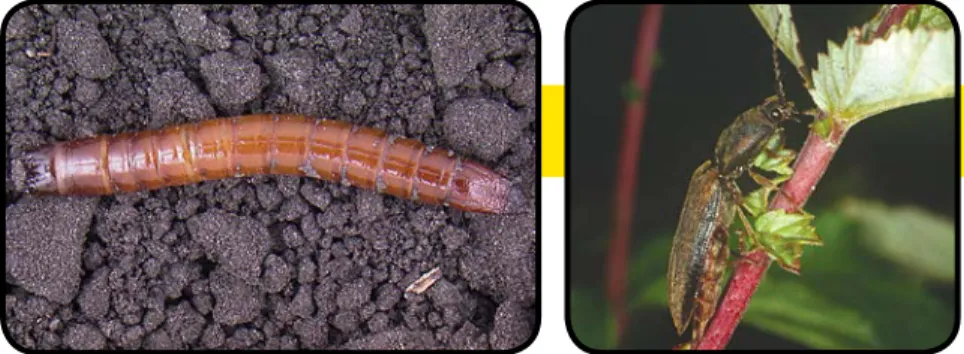 Figure 1. Wireworm – Elateridae  