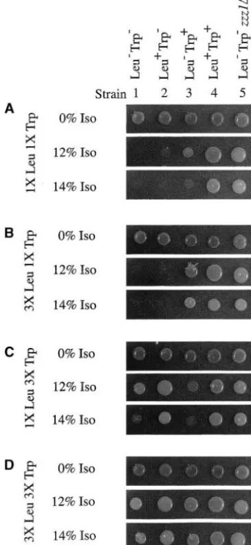 Figure 7.—Excess leucine and tryptophan in the growthmedium render auxotrophic strains resistant to isoﬂurane.Approximately 10indicated strains were spotted on media containing (A) ournormal concentrations of leucine and tryptophan (11(C) a threefold exces