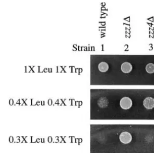 Figure 8.—Anesthetic-resistant mutants grow better thanspotted on media containing the indicated concentrationsof leucine and tryptophan
