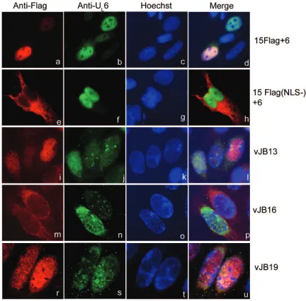 FIG. 8. Indirect immunoﬂuorescence of pUL6 and pUL15. Hep2 cells were either transiently transfected with expression plasmids (a throughh) or infected with recombinant viruses (i through u) as indicated