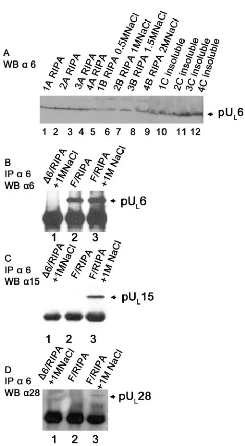 FIG. 9. Interaction between pUL6 and putative component of ter-minase in virus-infected cells detected by coimmunoprecipitation