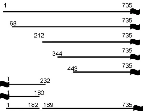 FIG. 2. Schematic colinear diagram of ULboldface line indicates colinear codons within each expression plasmid,whereas the numbers above each line indicate the ﬁrst and last codonsof each segment