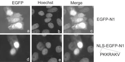 FIG. 4. Nuclear import of EGFP by the Uencoding the Uof the EGFP gene in vector pEGFP-N1 as shown on the right