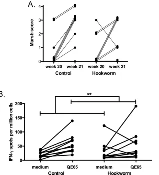 Figure 6. Histological and immunological results. (A) Marsh score and (B) IFN-effects of time only were shown as indicated, no significant effect of group or interaction was found in (A) or (B).c ELISpot