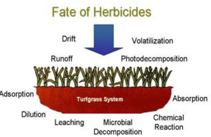 Figure 6. The possible fates of an herbicide in any natural environment (Ferrell 2009)