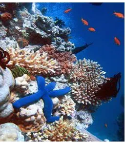 Figure 9. The Great Barrier Reef, One of the Seven Wonders of the World.  The Great Barrier Reef is the world’s largest living organism and is a place of remarkable natural beauty and biodiversity