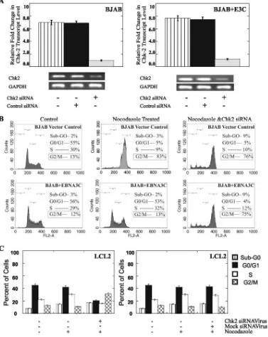 FIG. 6. Suppression of Chk2 levels inhibits the ability of EBNA3C to bypass the Gsemiquantitative PCR for Chk2 showed the speciﬁc effect of Chk2 siRNA on Chk2 transcripts levels