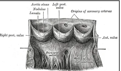 Figure 2.  Cut away of the aorta showing the semilunar leaflets, sinuses of Valsalva and the coronary ostia.9