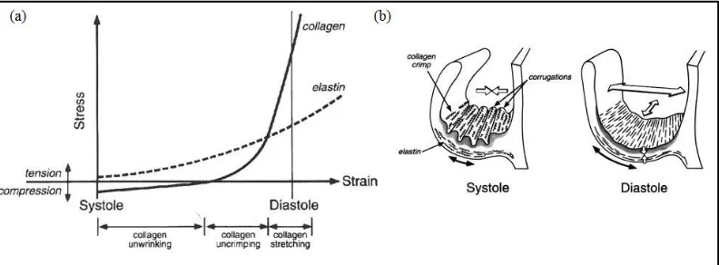 Figure 3.  (a) Mechanical response of collagen and elastin during the cardiac cycle and (b) schematic representation of the aortic leaflet during systole and diastole.30 