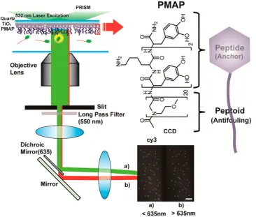 Figure 1. Experimental setup based on PMAP/TiO2-quartz and the structure of PMAP. Scale bar, 10 μm.