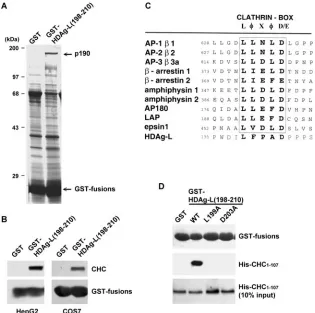 FIG. 1. Identiﬁcation of CHC as an HDAg-L-interacting protein. (A) GST pull-down assay