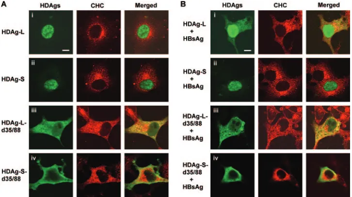 FIG. 2. Subcellular localization of HDAgs and endogenous CHC. COS7 cells were cotransfected with plasmids encoding different forms ofHDAgs and small HBsAg as indicated