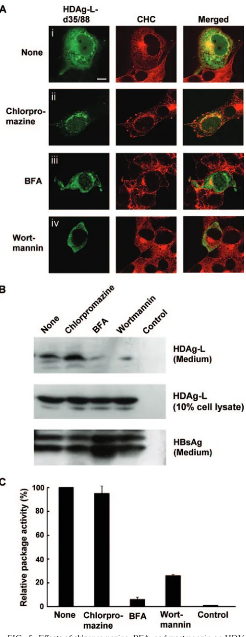 FIG. 5. Effects of chlorpromazine, BFA, and wortmannin on HDVassembly. (A) Immunoﬂuorescence staining