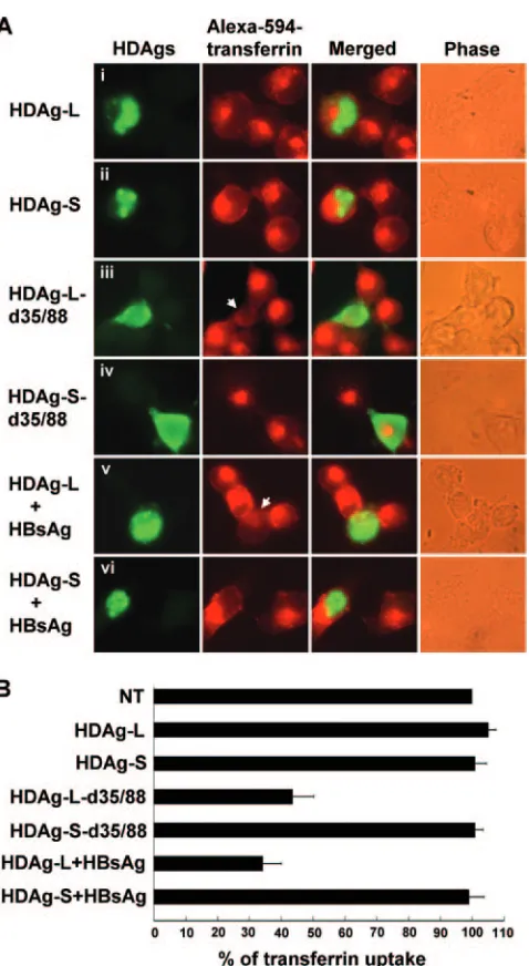 Fig. 7C, a signiﬁcantly lower turnover rate for EGF in cells