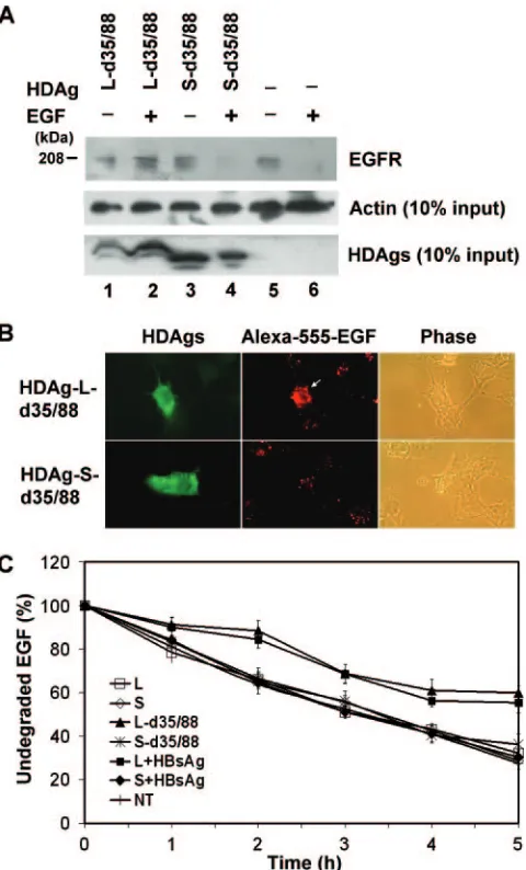 FIG. 7. Effects of HDAgs on the degradation of EGF-EGFR com-plexes. COS7 cells were transfected with plasmids encoding HDAgs