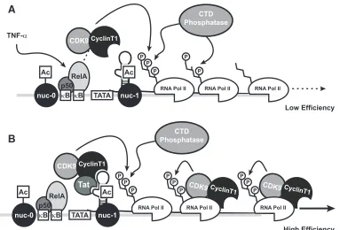 FIG. 8. Model for events inﬂuencing early and late TNF-�NF-II. This phosphorylated polymerase is progressively dephosphorylated during elongation, limiting processivity