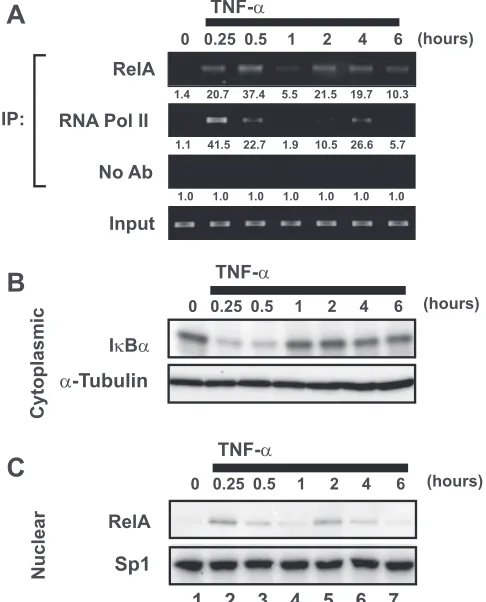 FIG. 1. TNF-�and RNA Pol II binding to the latent HIV-1 LTR. (A) TNF-ulation leads to synchronous but oscillating recruitment of RelA andRNA Pol II to the latent HIV-1 LTR