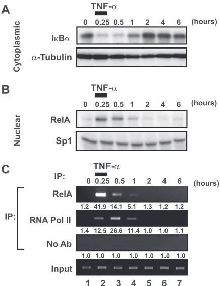 FIG. 2. Transient induction of NF-�washed twice in medium, and returned to culture for various times.Cytoplasmic extracts were prepared, and Iment of RNA polymerase II to the latent HIV-1 LTR
