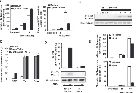 FIG. 5. TNF-�targeting Tat mRNA or a mismatched sequence, and knockdown of Tat expression was conﬁrmed by immunoblotting (bottom panel)